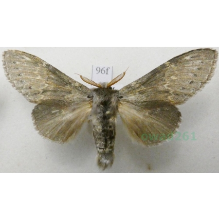 Stauropus fagi (Linnaeus, 1758) male Potwora buczynówka Czech96f